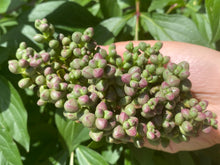 Load image into Gallery viewer, Crassula Flight