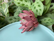 Load image into Gallery viewer, Echeveria agavoides Romeo flower