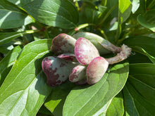 Load image into Gallery viewer, Adromischus Triflorus 'Calico Hearts' flower