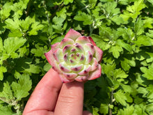 Load image into Gallery viewer, Echeveria chihuahuaensis -1