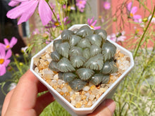 Load image into Gallery viewer, (rooted with pot)