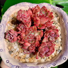 Load image into Gallery viewer, Echeveria Mebina | 女雏