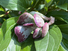 Load image into Gallery viewer, Adromischus Triflorus 'Calico Hearts'