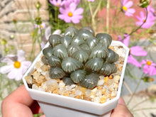 Load image into Gallery viewer, haworthia-obtusa