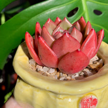 Load image into Gallery viewer, Echeveria Champagne | 香槟