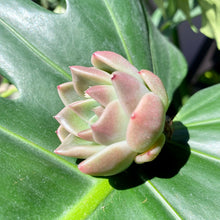 Load image into Gallery viewer, Quartz | 石英