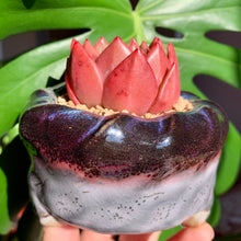 Load image into Gallery viewer, Echeveria Champagne | 香槟