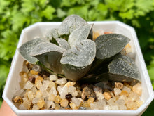 Load image into Gallery viewer, Haworthia 'Silver Railway