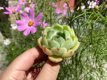 Load image into Gallery viewer, single head flower