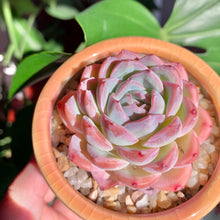 Load image into Gallery viewer, Echeveria ‘Suryeon’ | 莎莎女王