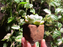 Load image into Gallery viewer, echeveria-ice-green-rooted-with-pot3