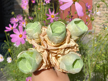 Load image into Gallery viewer, Greenovia aurea sp