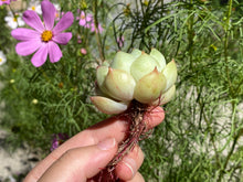 Load image into Gallery viewer, Echeveria Moonlight - Single head flower
