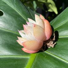 Load image into Gallery viewer, Chiyo