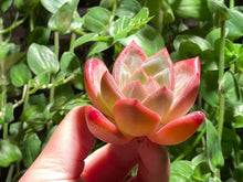 Load image into Gallery viewer, Echeveria Champagne | 香槟