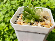 Load image into Gallery viewer, Variegated Haworthia (rooted with pot) | 苏州玉露锦 (已服盆)