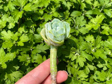 Load image into Gallery viewer, Echeveria Lovely Rose