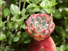 Load image into Gallery viewer, Echeveria 'silhouette'  | 侧影