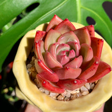 Load image into Gallery viewer, Echeveria Champagne | 香槟