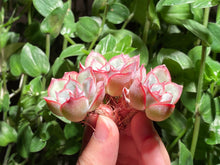 Load image into Gallery viewer, Echeveria ‘Orion’ | 猎户座群