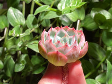 Load image into Gallery viewer, Echeveria 'silhouette'  | 侧影