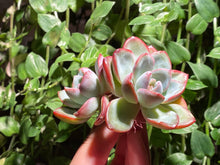 Load image into Gallery viewer, Echeveria Amabile | 泡芙群