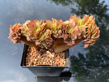 Load image into Gallery viewer, aeonium-halloween-crested4