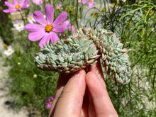 Load image into Gallery viewer, Echeveria 'Tippy' Crested flower