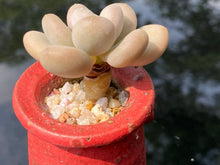 Load image into Gallery viewer, pachyphytum-oviferum-tsukibijin4
