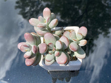 Load image into Gallery viewer, Cotyledon orbiculata (rooted with pot) | 乒乓福娘 (已服盆)
