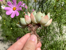 Load image into Gallery viewer, moonlight-two-heads