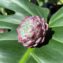 Load image into Gallery viewer, Echeveria Sarahime | 莎罗姬牡丹