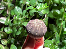 Load image into Gallery viewer, Euphorbia obesa | 布纹球