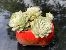 Load image into Gallery viewer, echeveria-onslow-rooted-with-pot5