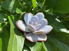 Load image into Gallery viewer, laui flower