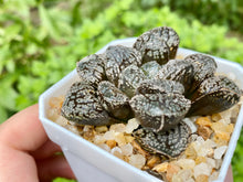 Load image into Gallery viewer, Haworthia Mordor (rooted with pot) | 魔多寿 (已服盆)