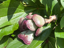 Load image into Gallery viewer, Adromischus Triflorus 'Calico Hearts'