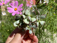 Load image into Gallery viewer, ‘Choco Line’ flower