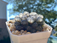 Load image into Gallery viewer, Haworthia Obtusa 'OB1' (rooted with pot)
