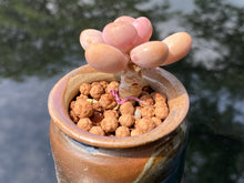 Load image into Gallery viewer, graptopetalum-amethystinum4