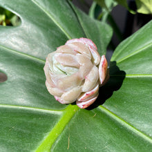 Load image into Gallery viewer, Echeveria elegans potosina | 星影桑切斯-单头