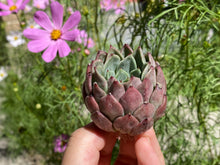 Load image into Gallery viewer, Echeveria La jolla flower