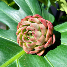 Load image into Gallery viewer, Echeveria Ice Age | 冰河世纪