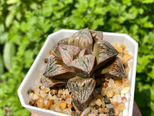 Load image into Gallery viewer, Haworthia splendens aries