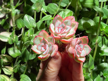 Load image into Gallery viewer, Echeveria ‘Orion’ | 猎户座群