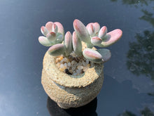 Load image into Gallery viewer, Cotyledon orbiculata (rooted with pot) | 乒乓福娘 (已服盆)