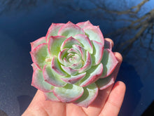 Load image into Gallery viewer, Echeveria silhouette | 侧影