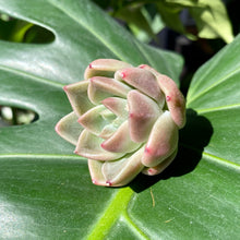 Load image into Gallery viewer, Quartz | 石英