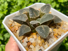 Load image into Gallery viewer, Haworthia pygmaea 'Ice Drill' (rooted with pot)