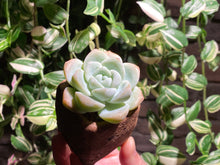 Load image into Gallery viewer, echeveria-ice-green-rooted-with-pot